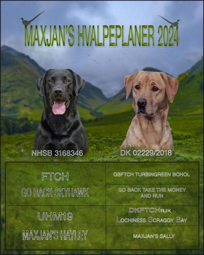 Maxjan Labrador hvalpeplaner 2024